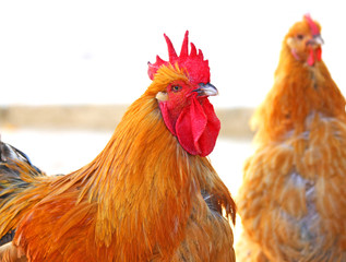 Rooster on a farm