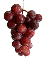 wet grape berry bunch