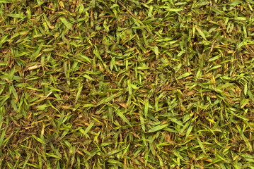 Grass Background