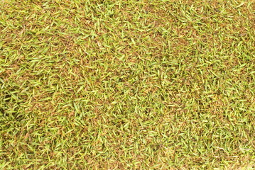 Grass Background