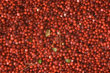 cowberries