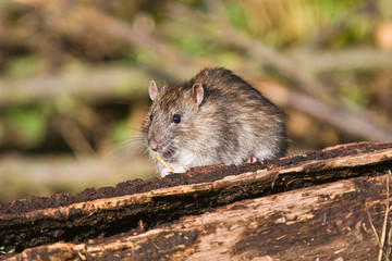 Naklejka na ściany i meble Brown Rat