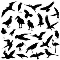 set of bird vector