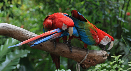 Papagei (Ara macao) © Manuela Schueler