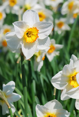 Daffodil