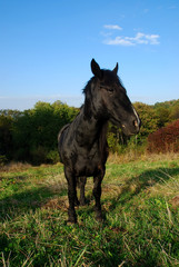 Obraz premium Horse