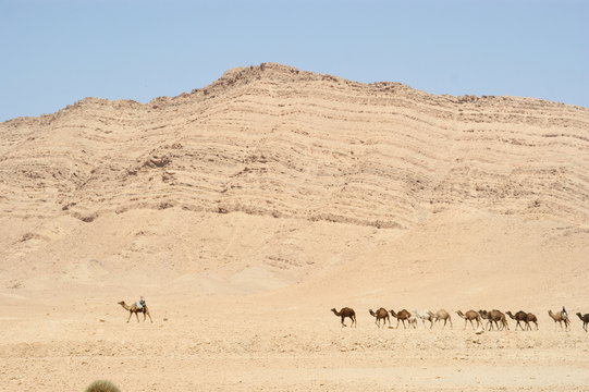 Camels