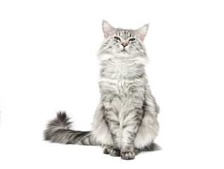Fototapeta premium grey maine coon cat