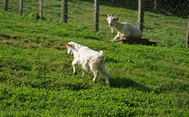 Obraz premium Surveillance du chevreau