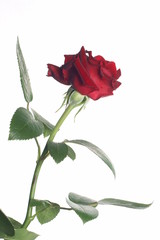 Red rose and drops isolated on white background