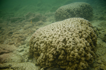 Brain Coral