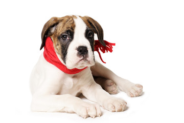puppy with red scarf pays attention
