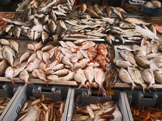 Fresh fish in the market