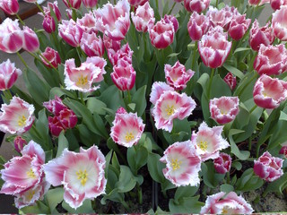 rosane blume