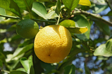 limone