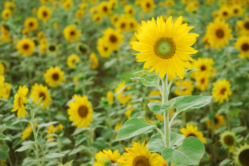 Sunflowers