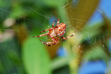 Cross spider