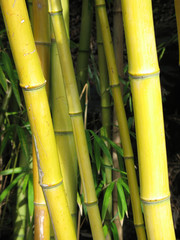 Fototapeta premium green bamboo closeup