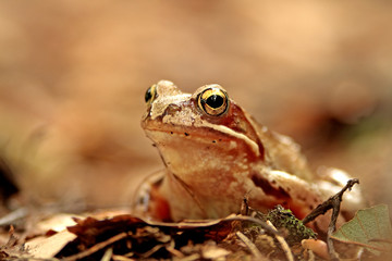 Frosch