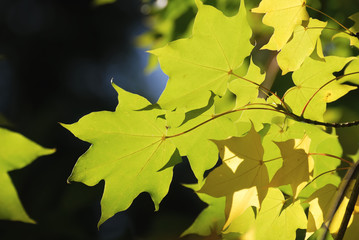 Maple leaves