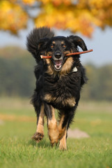 hovawart, hund, apportieren