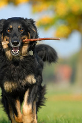 hovawart, hund, apportieren