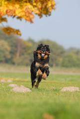 hovawart, hund, apportieren