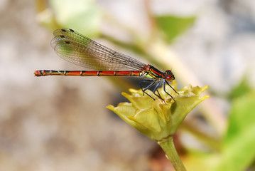 Damselfly