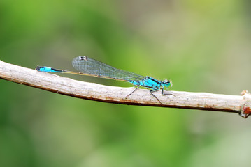 Damselfly