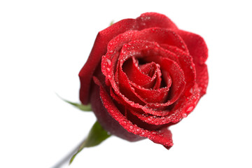 wet rose isolated