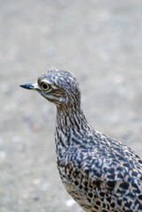 Triel, Triele, vogel