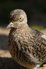 Triel, Triele, vogel