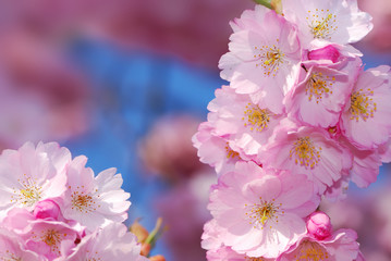 Cherry blossoms