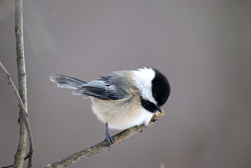 Chickadee09 © akbar