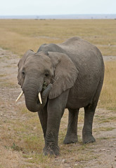 Afrikanischer Elefant, Kenia