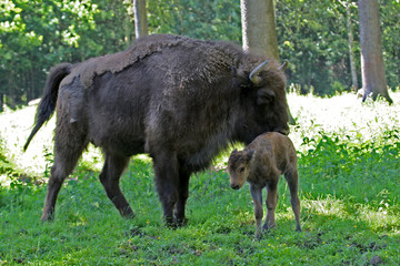 Wisent Kalb 1 Day old