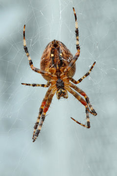 Spinne 5