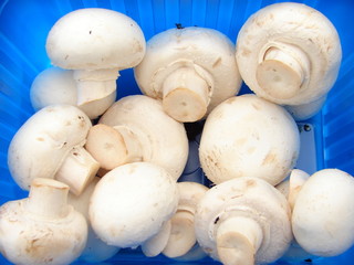 champignon