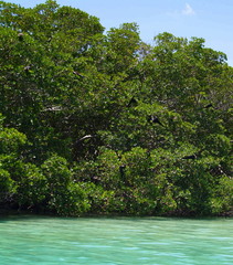 mangrove