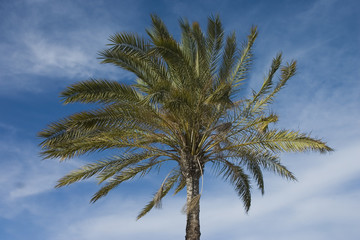 Obraz premium Palme - The Palmtree -