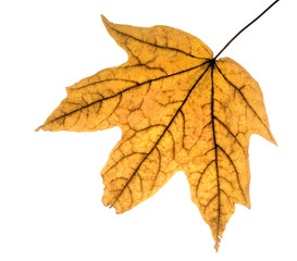 Yellow leaf