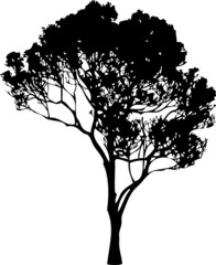 Fototapeta premium Tree Silhouette