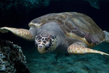 Fotobehang Schildpad Onechte karetschildpad die door het water glijdt