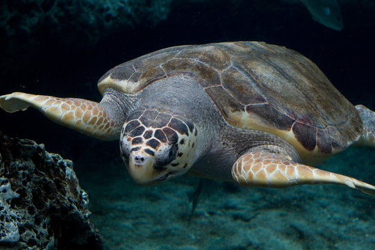 Loggerhead sea turtle gliding through the water