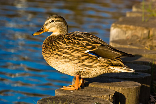 mallard duck (Anas platyrhynchus)