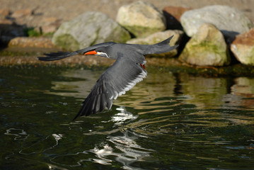 inkaseeschwalbe, seeschwalbe, vogel