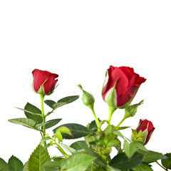 red rose bouquet isolated on white
