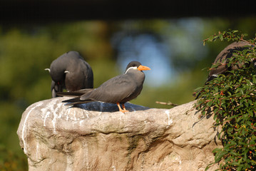 inkaseeschwalbe, seeschwalbe, vogel