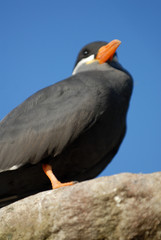 inkaseeschwalbe, seeschwalbe, vogel