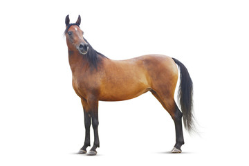 standing bay arabian horse isolated.
